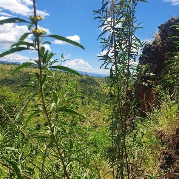 Leucas jamesii Habit