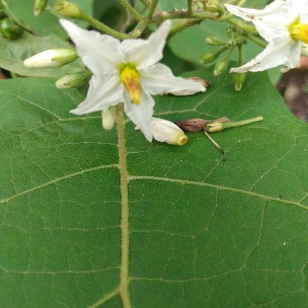 Solanum torvum പുഷ്പം