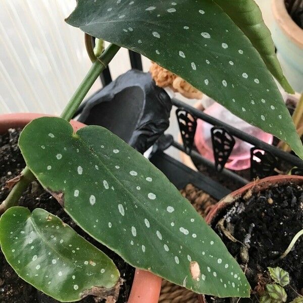 Begonia coccinea Лист