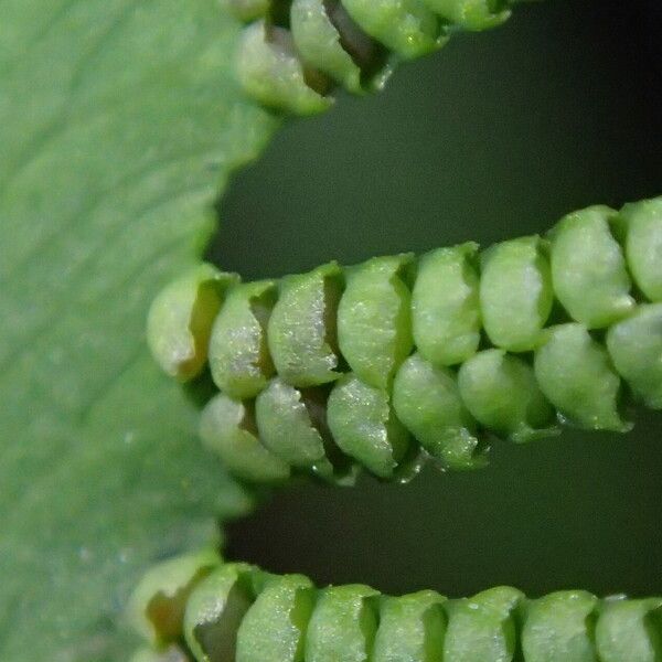 Lygodium microphyllum Folio