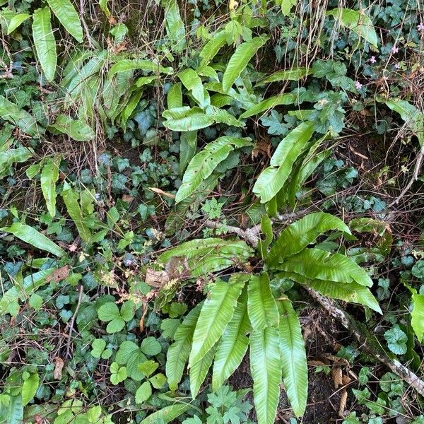 Asplenium scolopendrium Levél