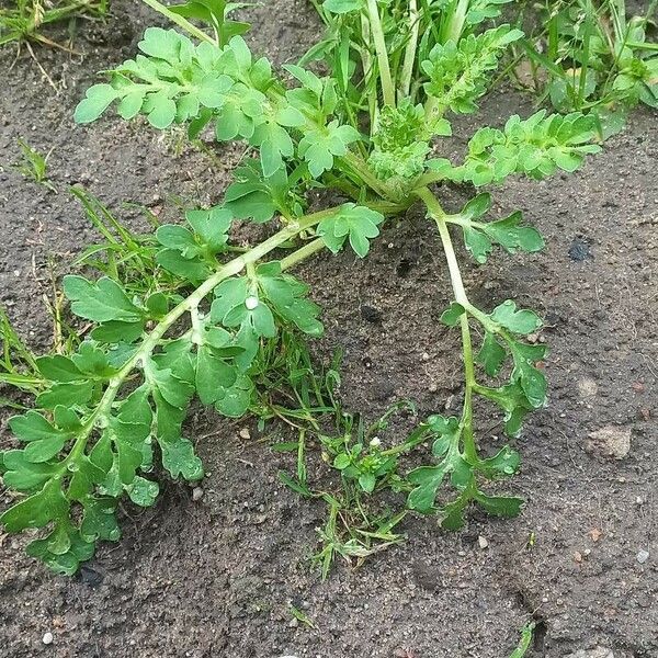 Lepidium didymum Feuille