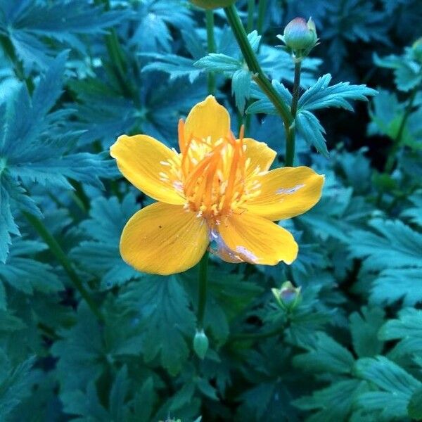 Trollius chinensis Çiçek