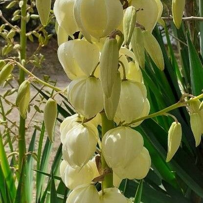 Yucca gloriosa 花