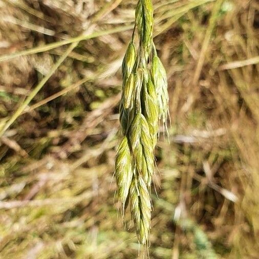 Bromus secalinus Liść