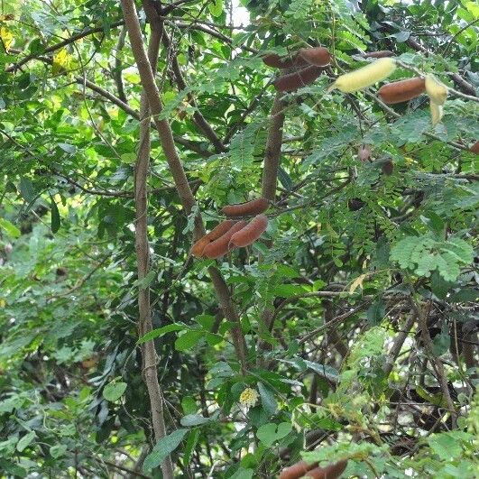 Caesalpinia decapetala ᱡᱚ