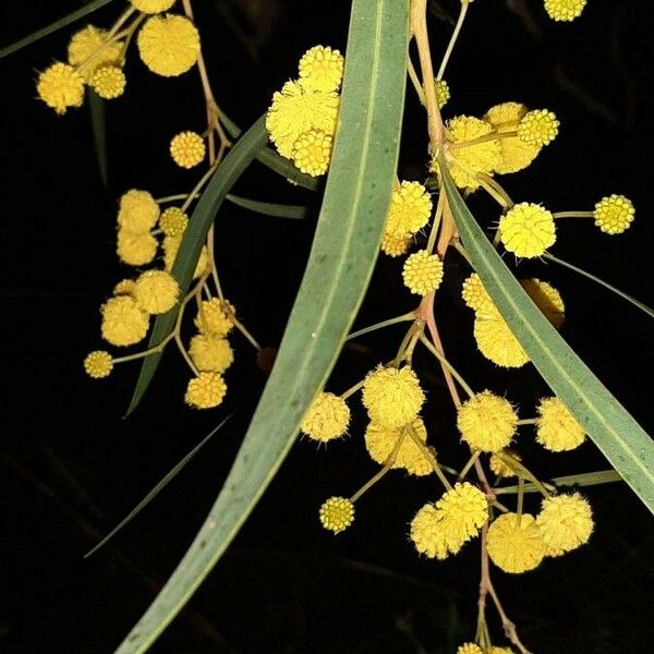 Acacia retinodes Folha