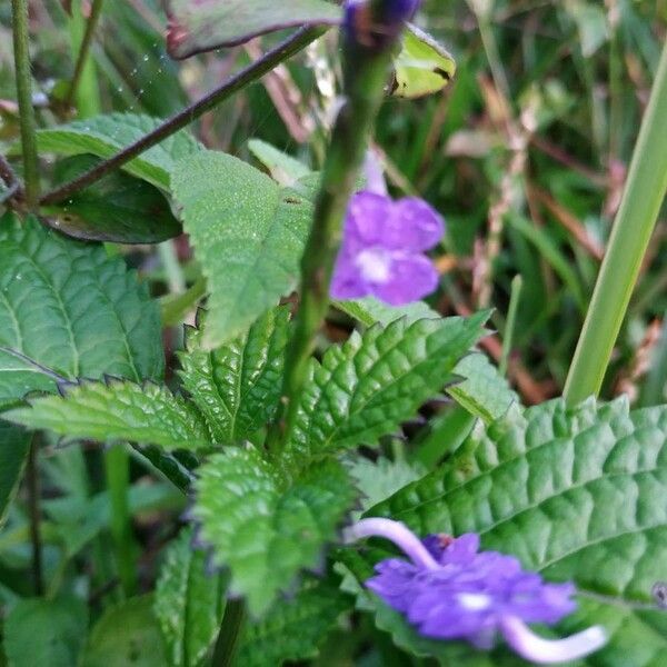 Stachytarpheta indica Blodyn