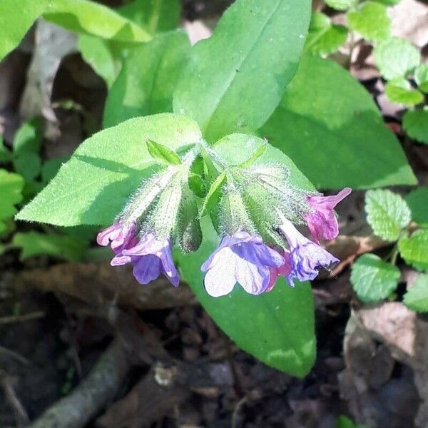 Pulmonaria obscura 形態