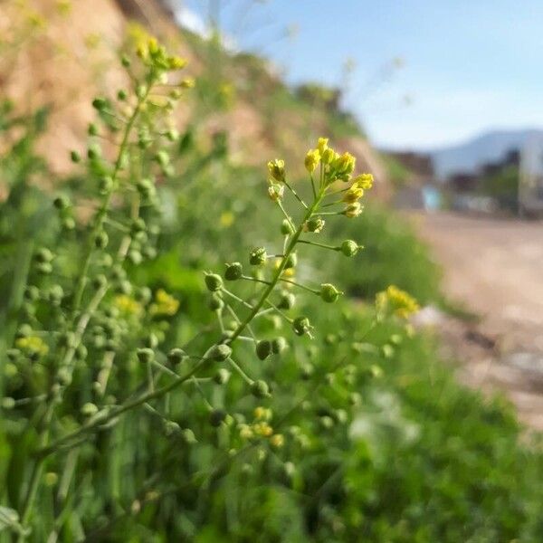 Neslia paniculata Flower