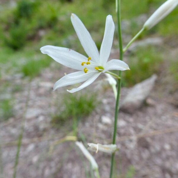 Anthericum liliago Blomst