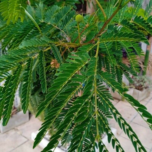 Leucaena leucocephala 葉