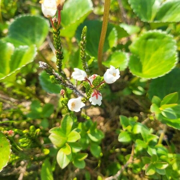 Cassiope mertensiana Λουλούδι