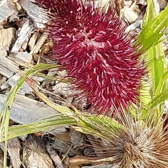 Setaria italica Blodyn