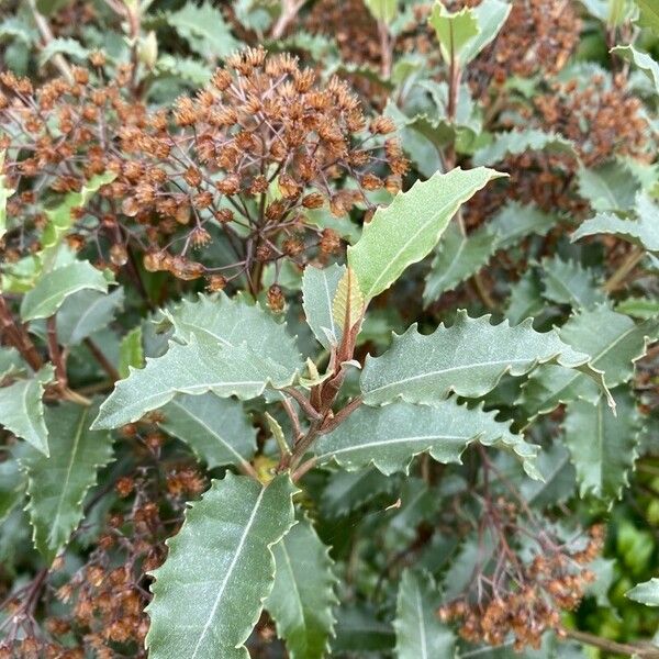 Olearia macrodonta Leaf