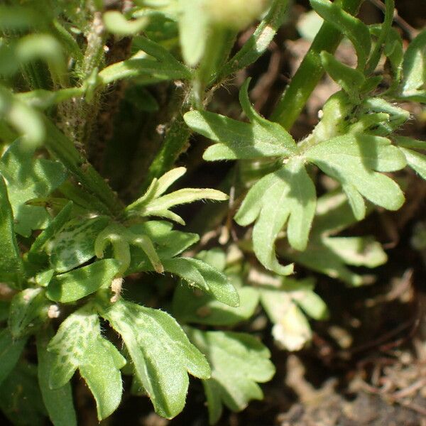 Ranunculus sardous Leaf