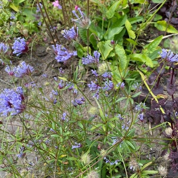 Asperula arvensis Flor