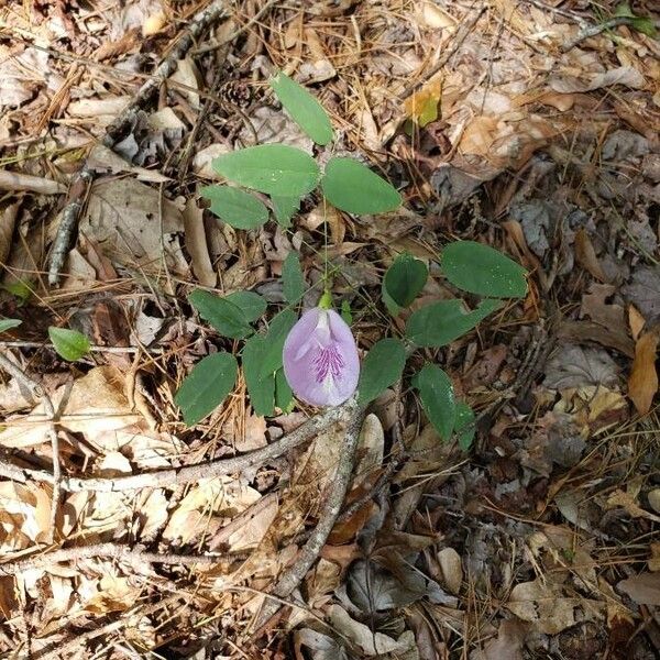 Clitoria mariana Flower