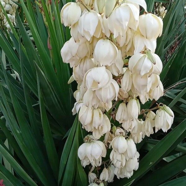 Yucca gloriosa Habitus