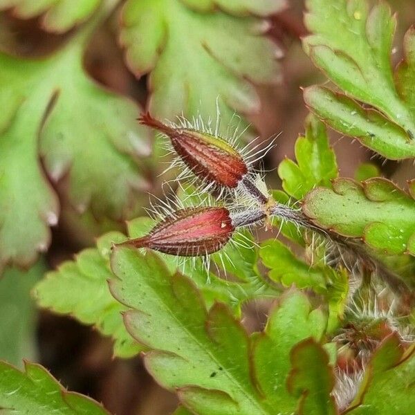 Geranium purpureum Άλλα