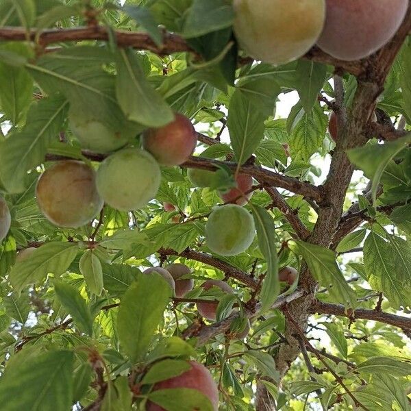 Prunus domestica Fruit