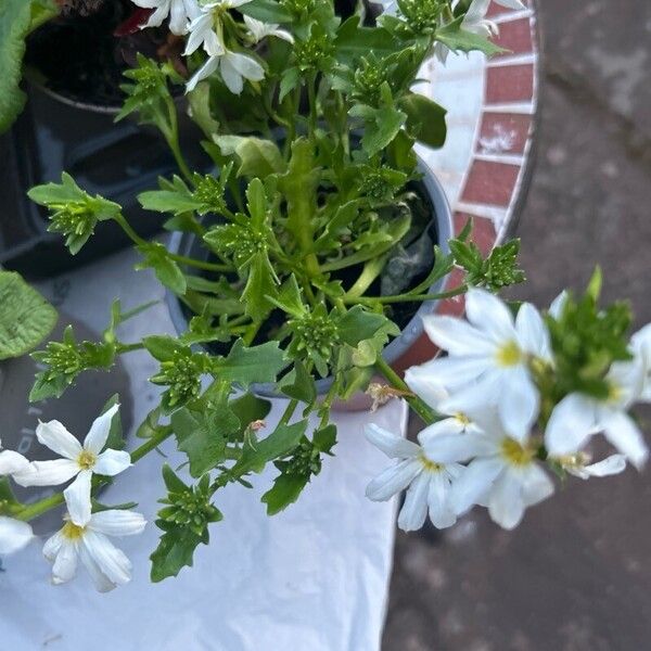 Scaevola aemula Blomst