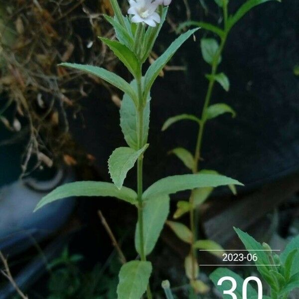 Epilobium roseum 花