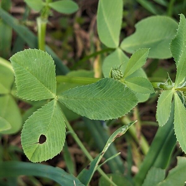 Trifolium resupinatum Leht