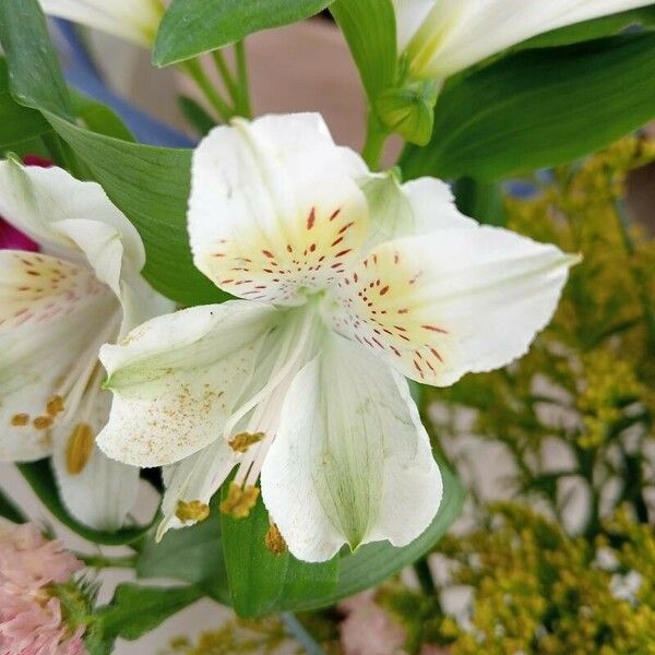 Alstroemeria ligtu Kvet