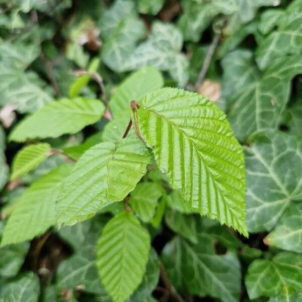 Carpinus betulus 葉