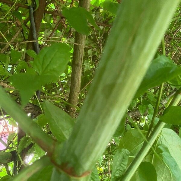 Pueraria montana Bark