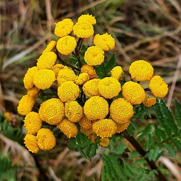 Tanacetum vulgare Flor