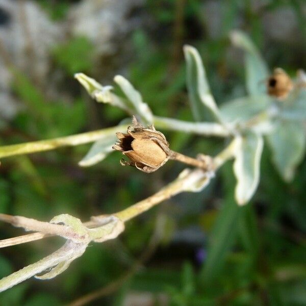 Silene coronaria Vili