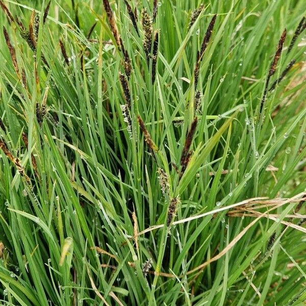 Carex nigra Flower