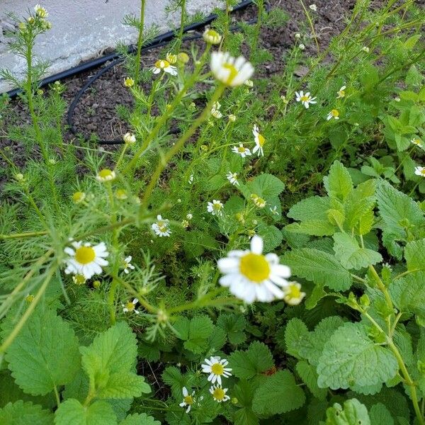 Matricaria recutita Flower