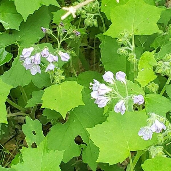 Hydrophyllum appendiculatum Květ