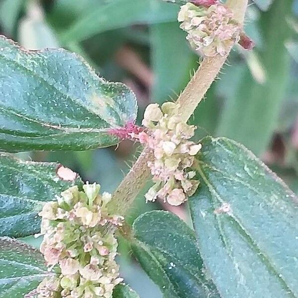 Euphorbia hirta Corteccia