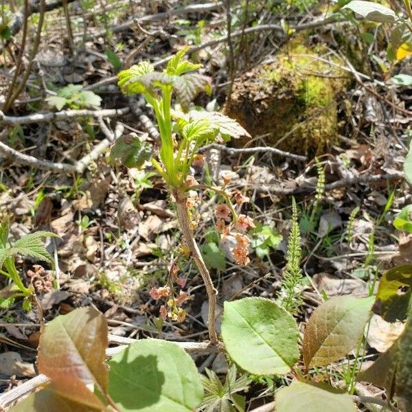 Ribes triste Flower