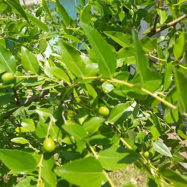 Ziziphus jujuba Fruit