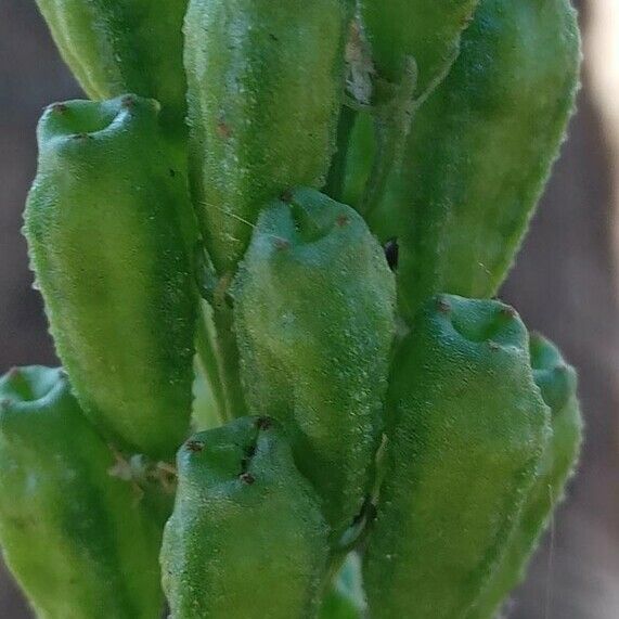 Reseda lutea ഫലം