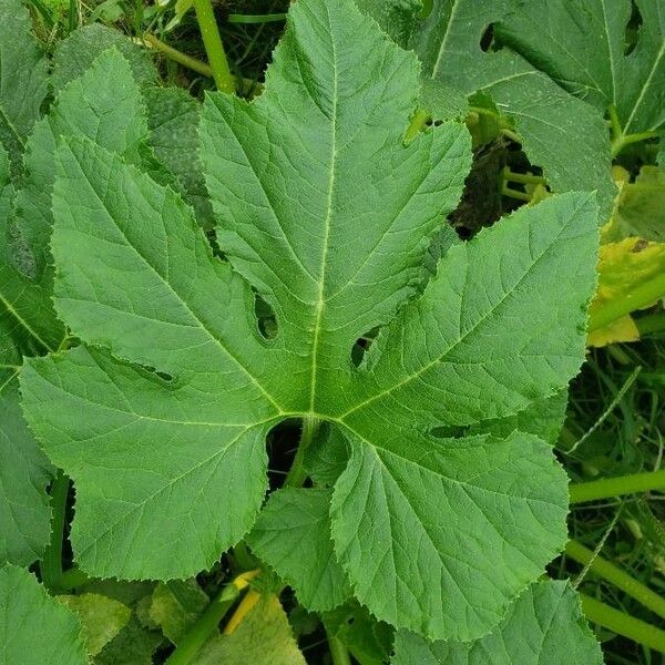 Cucurbita pepo Blad