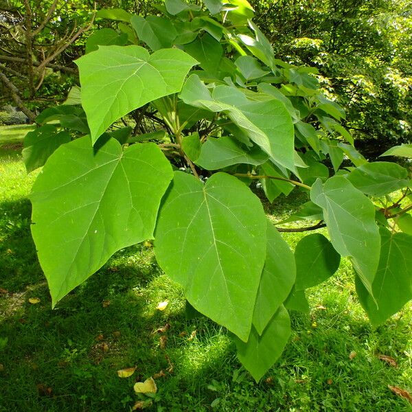 Paulownia tomentosa Liść