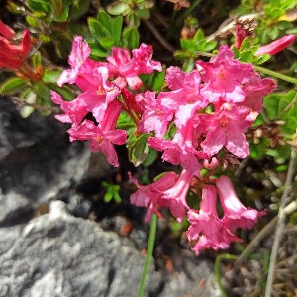 Rhododendron hirsutum 花