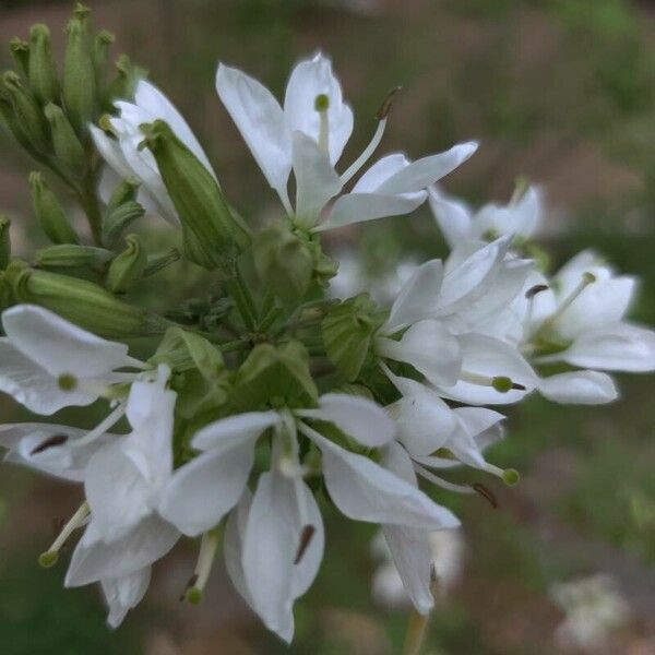 Bauhinia lunarioides Цвят