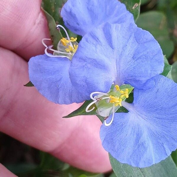 Commelina erecta Цвят