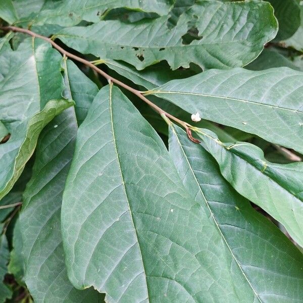 Asimina triloba 葉