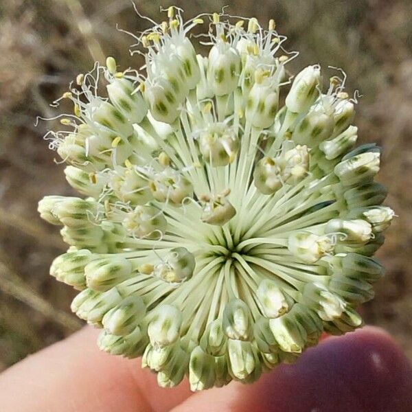 Allium guttatum Çiçek