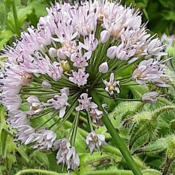 Allium tuberosum ফুল