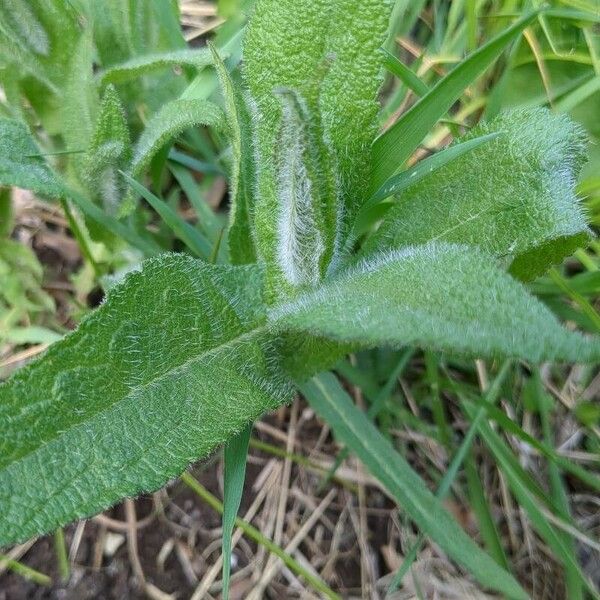 Eupatorium perfoliatum Blad