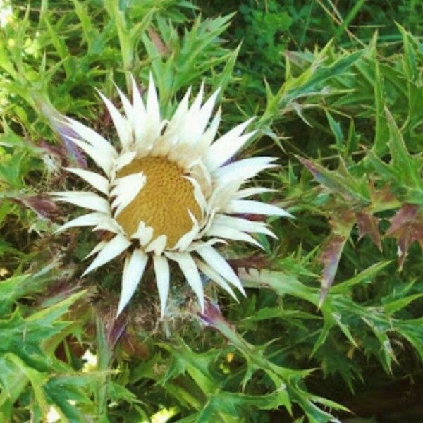 Carlina acaulis 花